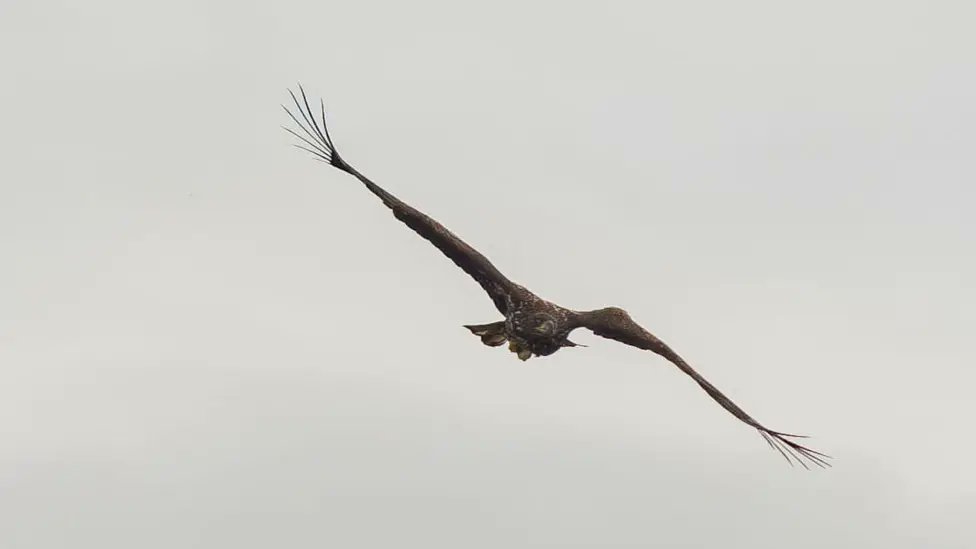 Skye and Frisa (@skyeandfrisa) on Twitter photo Visitors to #Mull & across Scotland are asked to keep an eye open for 'Kinky'! Remember him from July's news coverage? Here's a reminder from <a href="/Vic_Gill/">Victoria Gill 💙💛</a> <a href="/BBCNews/">BBC News (UK)</a>
bbc.co.uk/news/articles/…
Last seen, still with mum & dad, on Mull in autumn 2024. Where is he now?🦅👀🤞📸Ashley James Visitors to #Mull & across Scotland are asked to keep an eye open for 'Kinky'! Remember him from July's news coverage? Here's a reminder from <a href="/Vic_Gill/">Victoria Gill 💙💛</a> <a href="/BBCNews/">BBC News (UK)</a>
bbc.co.uk/news/articles/…
Last seen, still with mum & dad, on Mull in autumn 2024. Where is he now?🦅👀🤞📸Ashley James