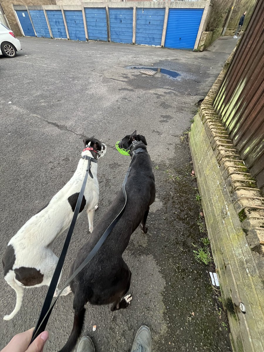 walk round the block with ruby (left) and oscar (right)