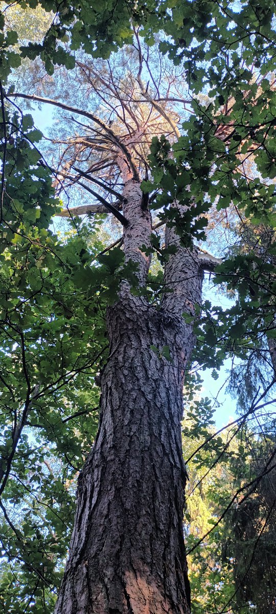Chyba się zgłoszę do LP po zaległe i przyszłe wynagrodzenie za te codzienne wizyty w lesie i mnóstwo zdjęć.