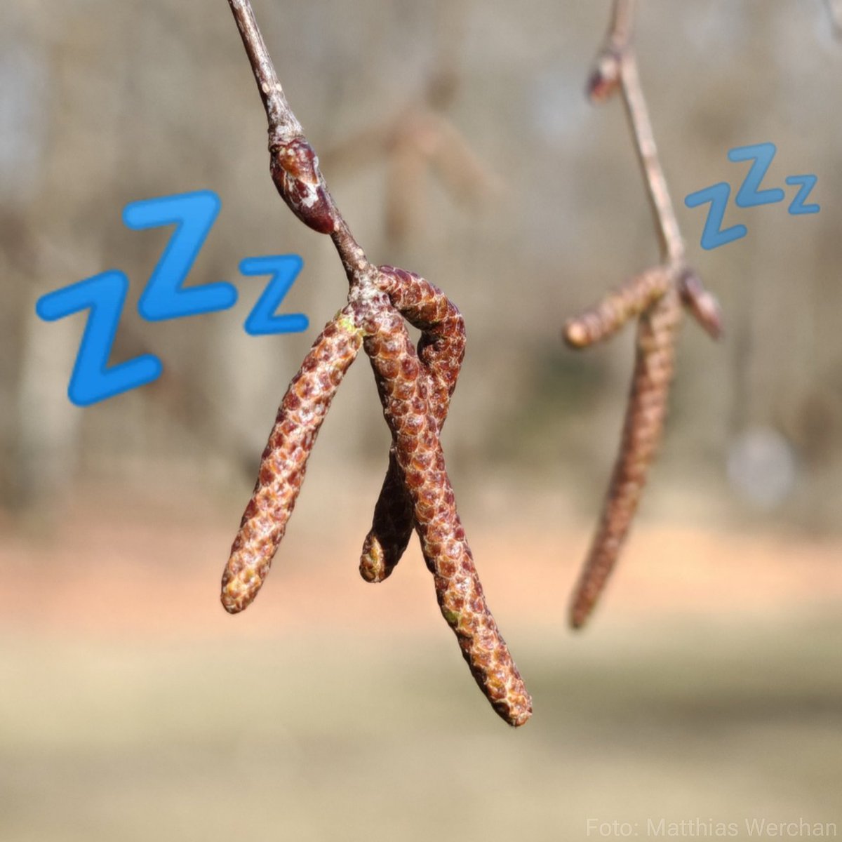 𝗡𝗼𝗰𝗵 𝗸𝗲𝗶𝗻 𝗕𝗲𝗴𝗶𝗻𝗻 𝗱𝗲𝗿 𝗕𝗶𝗿𝗸𝗲𝗻- 𝘂𝗻𝗱 𝗚𝗿𝗮̈𝘀𝗲𝗿𝗽𝗼𝗹𝗹𝗲𝗻𝘀𝗮𝗶𝘀𝗼𝗻 𝟮𝟬𝟮𝟱 𝗶𝗻 𝗗𝗲𝘂𝘁𝘀𝗰𝗵𝗹𝗮𝗻𝗱

Bei dem vollsonnigen und immer milderen Wetter fragt Ihr Euch vielleicht: Wie sieht es eigentlich aktuell mit der Birken- und Gräserpollensaison