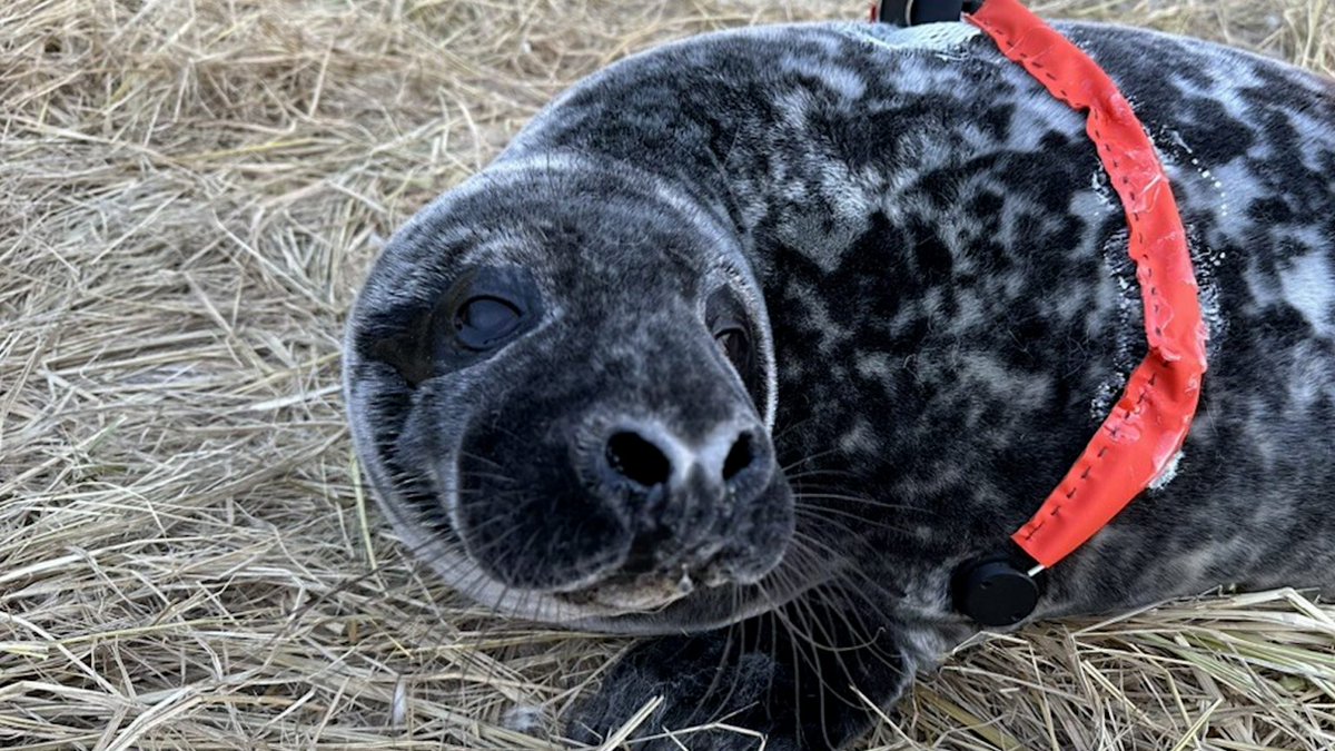 Atlantic Coast Fisheries News for the week of March 3rd: Coastal engagement opportunity for teachers in the Delaware Bay, temporary closure of the recreational, bluefish fishery in GA, and field research from the heart! Read more here:
conta.cc/3QLLXxW