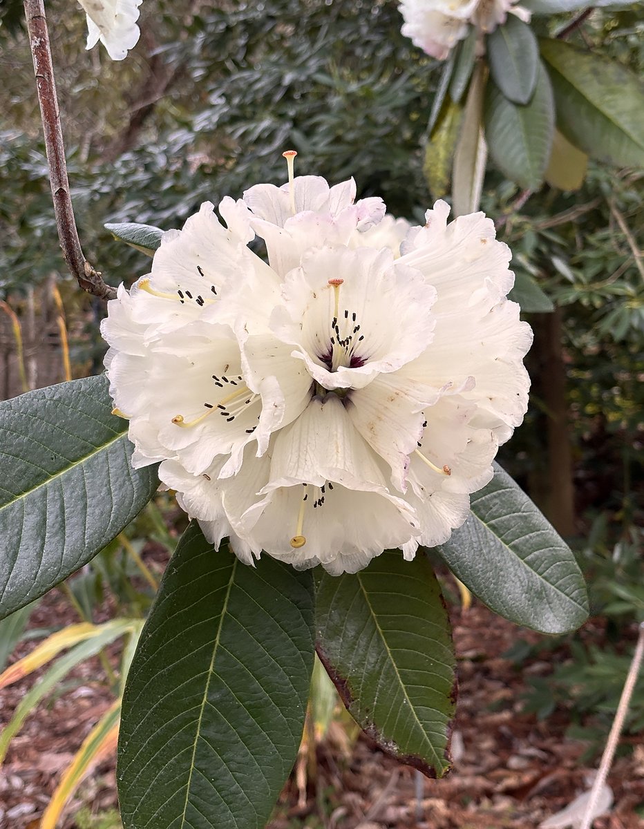 Take a stroll through the Asian Area to see this spectacular Rhododendron protistum, located in bed 248!