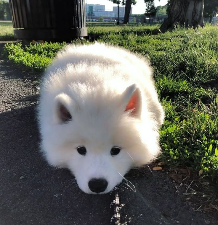 dogs so cute that could save the world tweet media