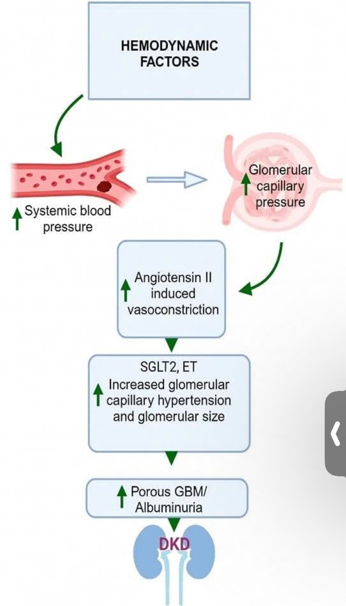 abdelhamed012's tweet image. Diabetic Nephropathy
