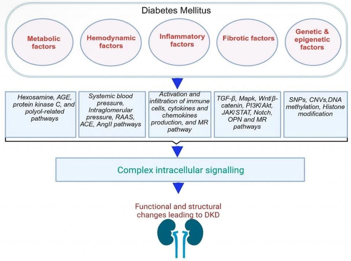 abdelhamed012's tweet image. Diabetic Nephropathy