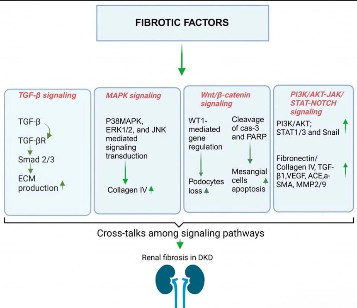 abdelhamed012's tweet image. Diabetic Nephropathy