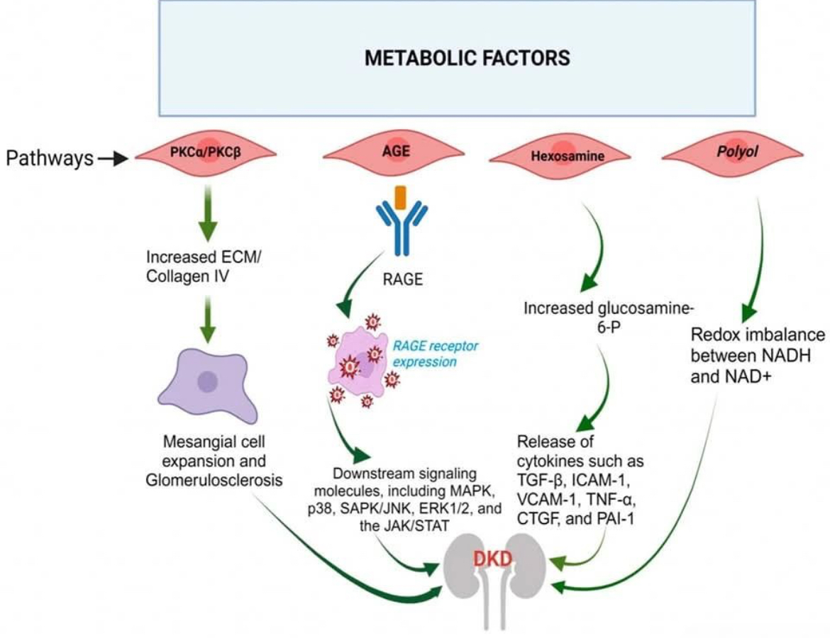 abdelhamed012's tweet image. Diabetic Nephropathy