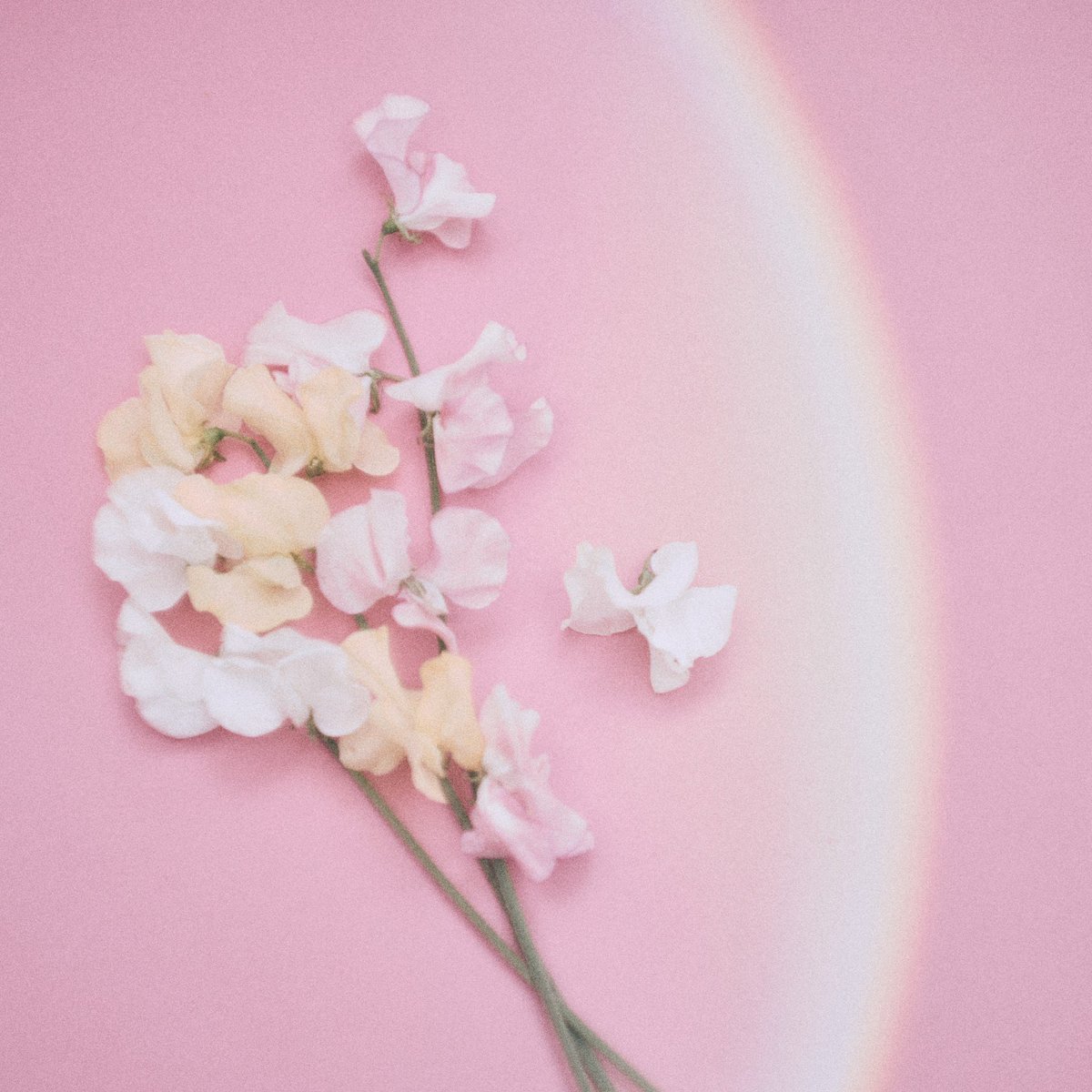 shytaupe's tweet photo. 【 情報解禁② New release 】

シャイトープ New Digital Single
 『スイートピー』

2025.3.11（Tue）配信決定！💐✨ https://t.co/2MriS5ODyB