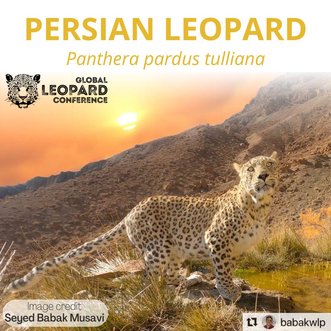 Global Leopard Conference (@leopardconf) on Twitter photo Subspecies Spotlight 3/8
The Persian leopard (Panthera pardus tulliana), aka the Caucasian or Anatolian leopard, is the biggest of the #leopard subspecies. Fewer than 1000 individuals are estimated to remain in the wild. Read more: linkedin.com/feed/update/ur…
📸 <a href="/Babakwlp/">Seyed Babak Musavi</a> Subspecies Spotlight 3/8
The Persian leopard (Panthera pardus tulliana), aka the Caucasian or Anatolian leopard, is the biggest of the #leopard subspecies. Fewer than 1000 individuals are estimated to remain in the wild. Read more: linkedin.com/feed/update/ur…
📸 <a href="/Babakwlp/">Seyed Babak Musavi</a>