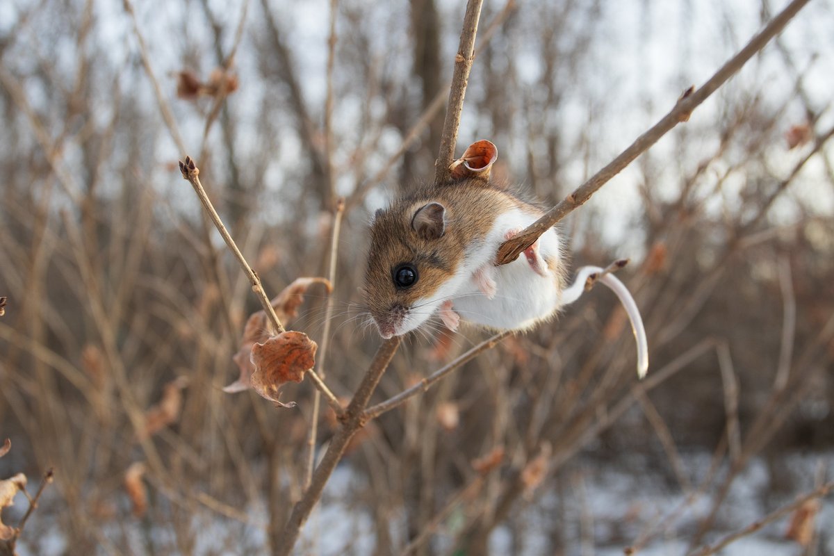 Oh dear, the paparazzi are here!

Deer mice can be found in a variety of habitats including forests, grasslands, fields and deserts. They typically try to avoid people, but this one ran from a bird house and sat still long enough for a photo!

📷 Mike Budd/USFWS