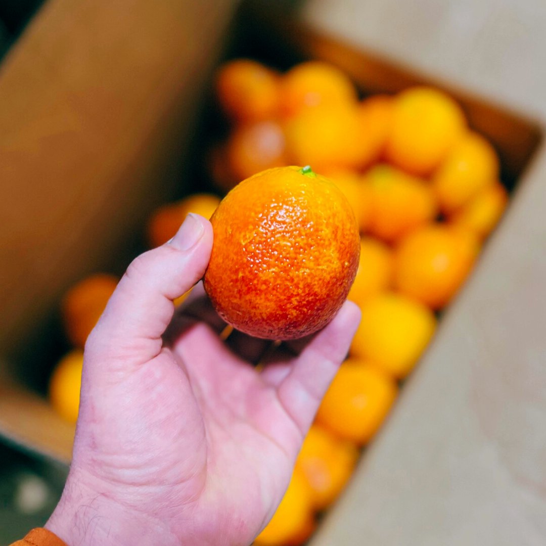Blood oranges (#10535) bring a sweet, citrusy punch with hints of raspberry &amp; a vibrant red hue that makes every dish pop! Perfect for:

🍹 Cocktails &amp; mocktails
🥗 Brightening up winter salads
🍰 Zesty desserts &amp; syrups
🐟 Pairing with seafood for a citrusy contrast

#produce