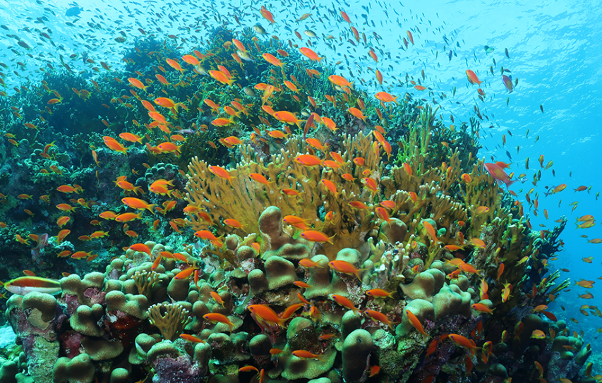 CORAL REEF FUNDING OPPORTUNITY!!

cordap.org/clip-award/

Exciting news! The G20 Coral Research &amp; Development Accelerator Platform (CORDAP) has launched a new funding opportunity exclusively for researchers from Low- and Middle-Income Countries (LMICs). The program offers a