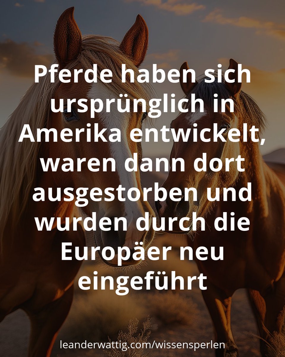 wissensperlen's tweet image. Quelle: leanderwattig.com/wissensperlen/…
#Pferde #Amerika #Europa #Wissen #Wissensperlen