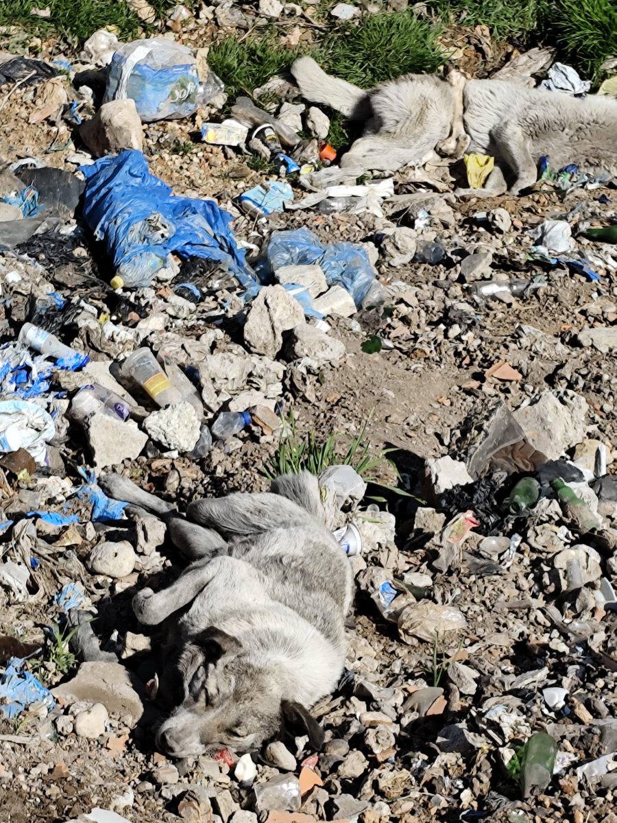 Siirt Hayvan Hakları Derneği (SİHAK) tweet media