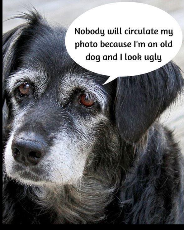 TweeetsOfDogs's tweet image. We love old dog sweetheart ❤️