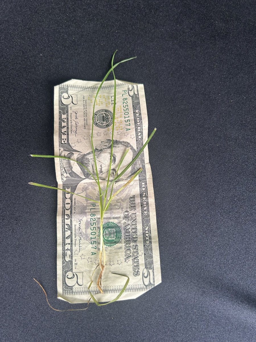 Just pulled this out of the rough at <a href="/APinv/">apinv</a>.   5 dollar bill is 6 inches long
