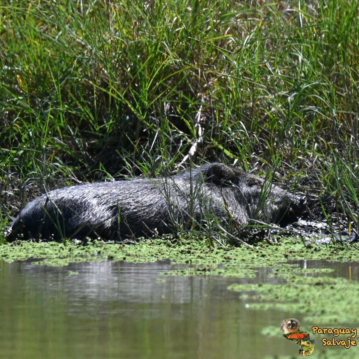 Un kure’i disfrutando de los últimos días de verano, y de las aguas que dejaron las lluvias de esta estación. 💚☀️ 

Pecarí de collar (Dicotyles tajacu)