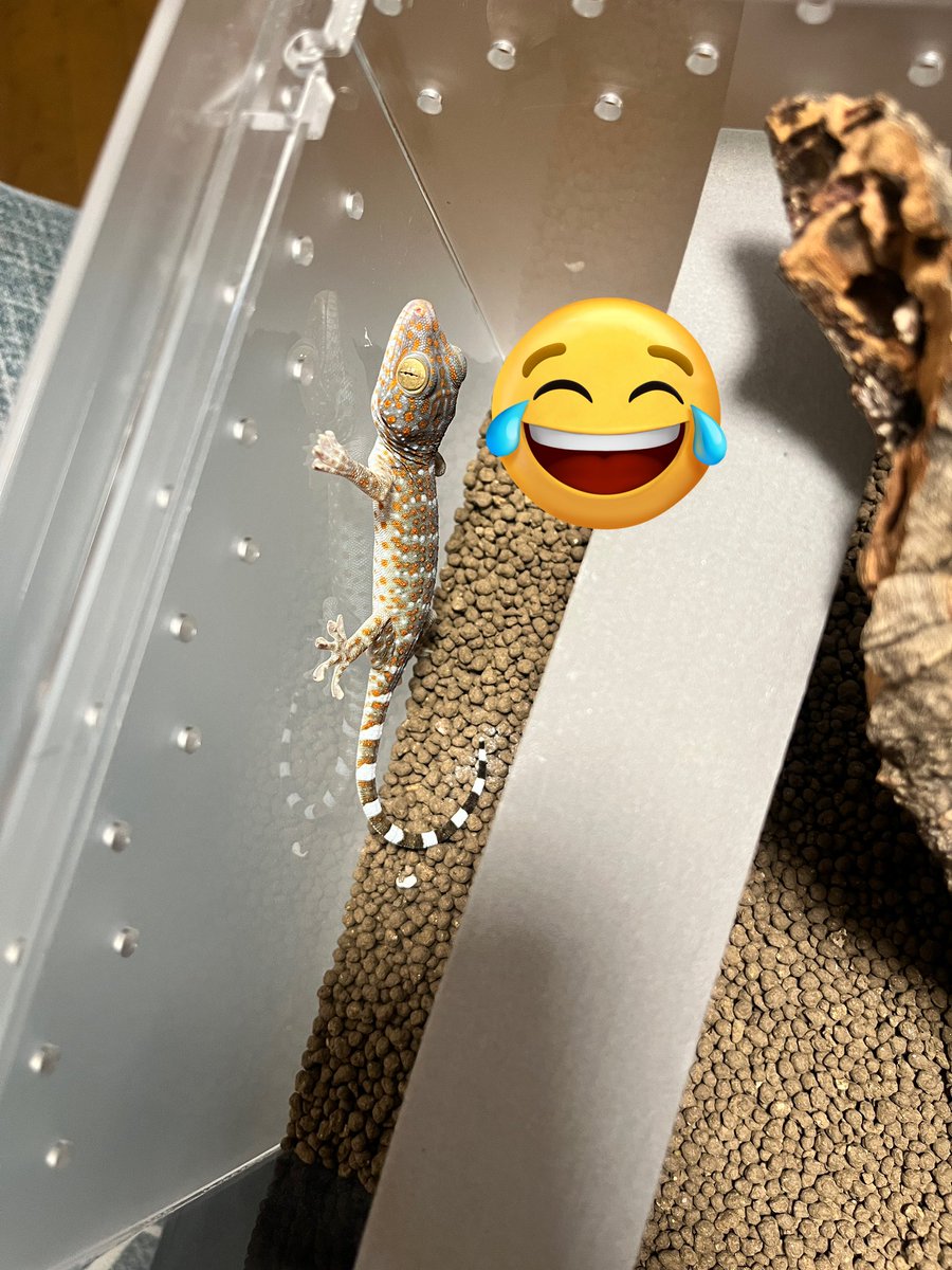 3/2ブラックアウトで…
きぃくんのお嫁さん探しに行ったら…
トッケイトラップにかかってしまった…笑
仮住まいに居てもらってる🤣
お名前何にしよ〜
きぃくん(クレス)のお嫁さんの紹介はまた次回。