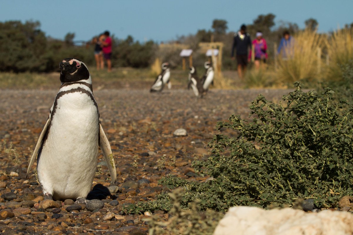 🌊🐧 ¡Vení a conocer a los Pingüinos en Chubut!🐧💙
¡Aprovechá los últimos días de la temporada! Antes de su migración, los pingüinos disfrutan de su tiempo en tierra, y Chubut es el único lugar donde se quedan casi medio año.
📍 No te lo podés perder. Ellos lo eligen cada año,