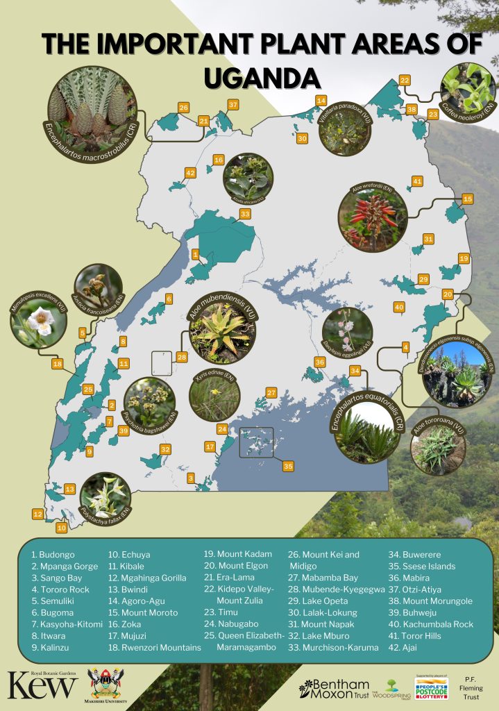 Makerere University College of Natural Sciences (@makconas) on Twitter photo Uganda has taken a significant step towards the conservation of its unique plant diversity by identifying 42 Important Plant Areas (IPAs). The initiative is spearheaded by <a href="/Makerere/">Makerere University</a> in collaboration with the Royal Botanic Gardens, Kew, United Kingdom. shorturl.at/5atZ3 Uganda has taken a significant step towards the conservation of its unique plant diversity by identifying 42 Important Plant Areas (IPAs). The initiative is spearheaded by <a href="/Makerere/">Makerere University</a> in collaboration with the Royal Botanic Gardens, Kew, United Kingdom. shorturl.at/5atZ3