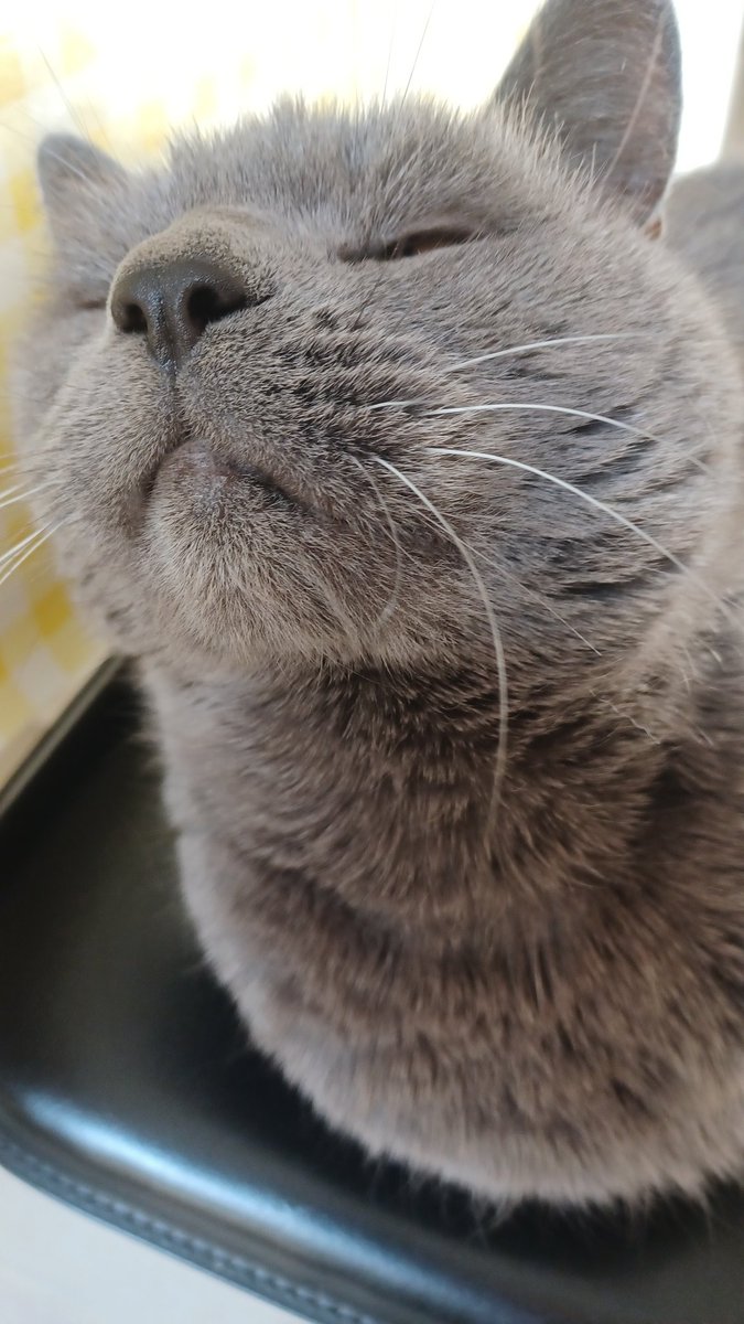 Now we're talking about whiskers 😸 #whiskerswednesday #CatsOfTwitter #CatsOfX