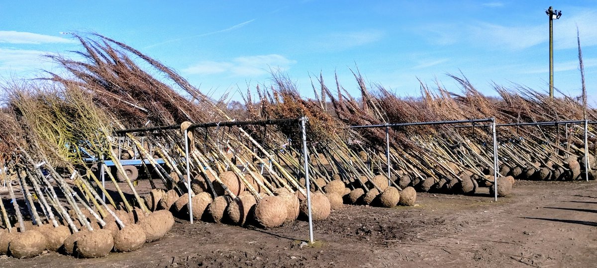 Blue skies and cool nights ensure lifting can continue at full pace. With four/five weeks left of this season, orders are still flying out. Place your orders now to ensure you don't miss out!
.
#trees #fieldgrown #treegrower #ukgrown #jajones125 #gtrs125 #jajonesuk #southport