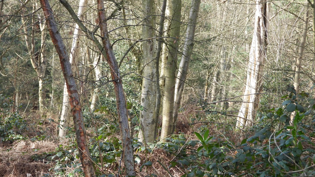 seuneke's tweet photo. Todays walk in Corton Woods nr Lowestoft.
#Lowestoft
#Corton
#Cortonwoods
#woodlands https://t.co/YVLPrCuEuh
