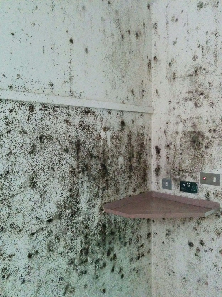 Permagard_UK's tweet image. The thought of you and your family breathing in mould spores all night is an alarming one. Find out all you need to know about getting rid of bedroom mould: bit.ly/3UPUtOP

#mouldproblems #blackmould