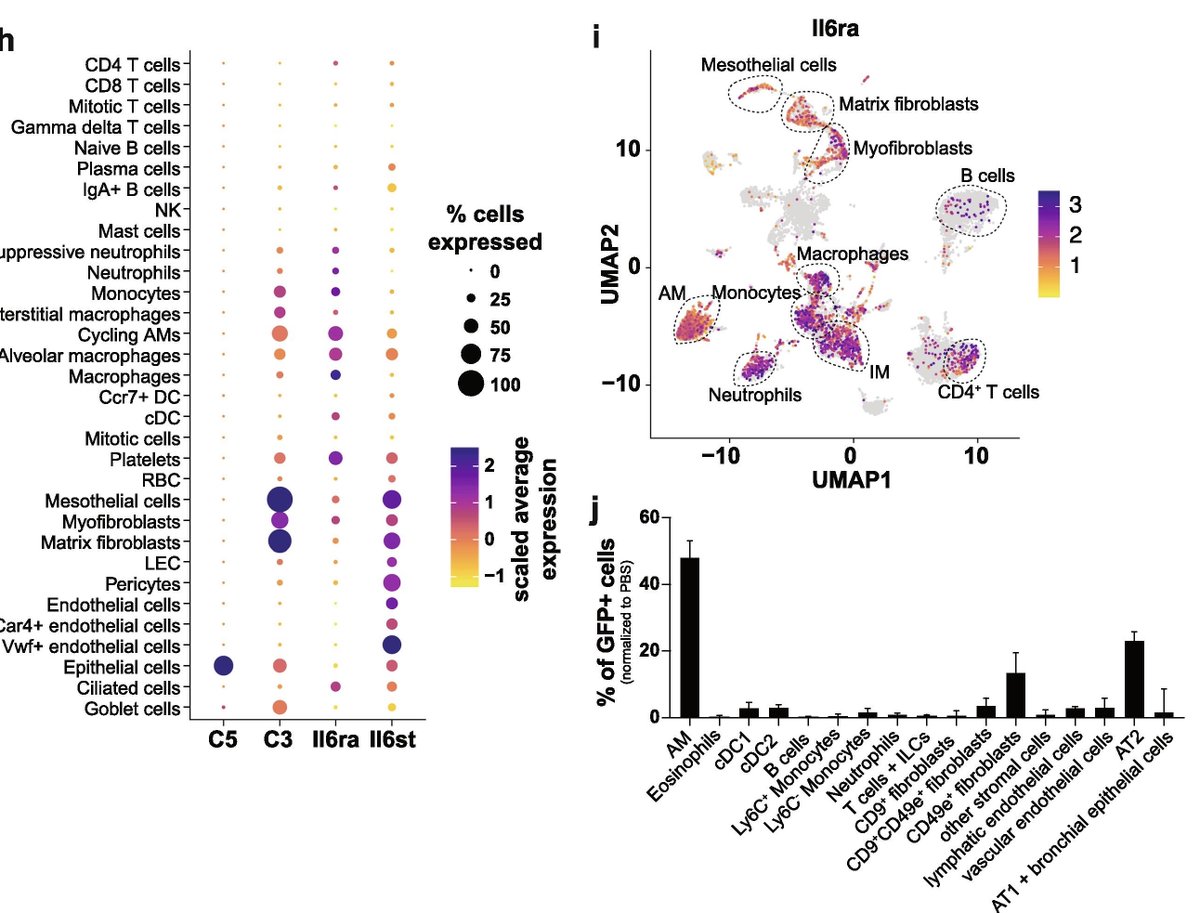 IL-6 mediates defense against #influenza virus by promoting protective antibody responses but not innate inflammation mucosalimmunology.org/article/S1933-…