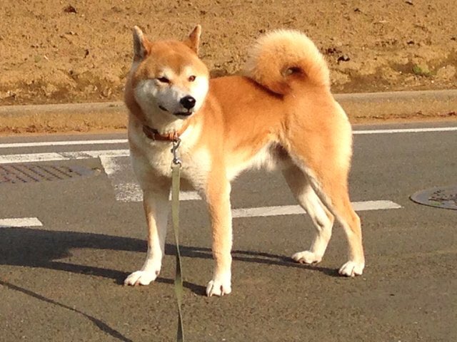 hachinosuk's tweet photo. 今日は😄誕生日����
✨お空から、世界平和を祈ってるよ🍀

#ハチ
#3月6日 https://t.co/j3tq2zGhmK