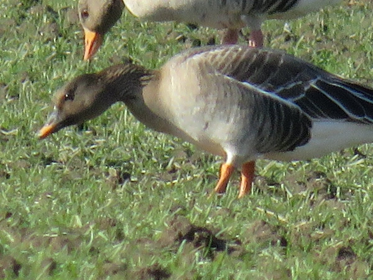 Some shots of the 2 Tundra Bean Geese near the Yorkshire Water Park.