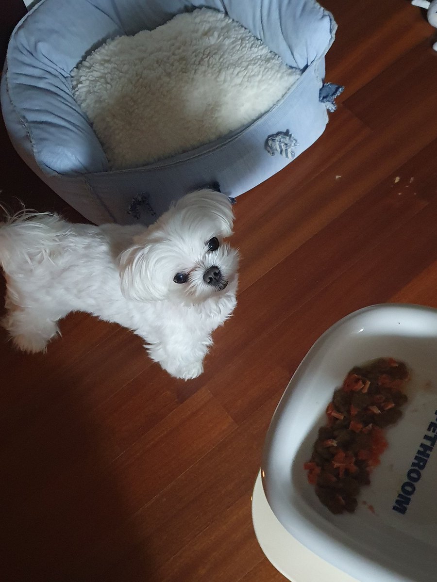 새벽에 자꾸 밥달라는 강아지