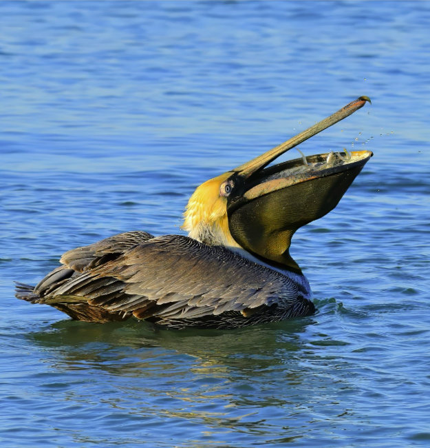 Eric Green (@nhgri_director) on Twitter photo Happy #WildlifeWednesday! To commemorate last week’s <a href="/agtbt/">cesar augusto</a> Meeting, here is a photograph that I took of an Marco Island Eastern Brown Pelican at mid-gulp with a large haul of food! I captured this photograph several years ago at an AGBT meeting. Happy #WildlifeWednesday! To commemorate last week’s <a href="/agtbt/">cesar augusto</a> Meeting, here is a photograph that I took of an Marco Island Eastern Brown Pelican at mid-gulp with a large haul of food! I captured this photograph several years ago at an AGBT meeting.