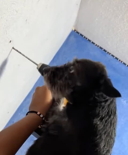 DiloConPerritos's tweet photo. - ¿Qué está haciendo tu perrito?
- Ta ladrando 😋 https://t.co/9rRzCY0aUU