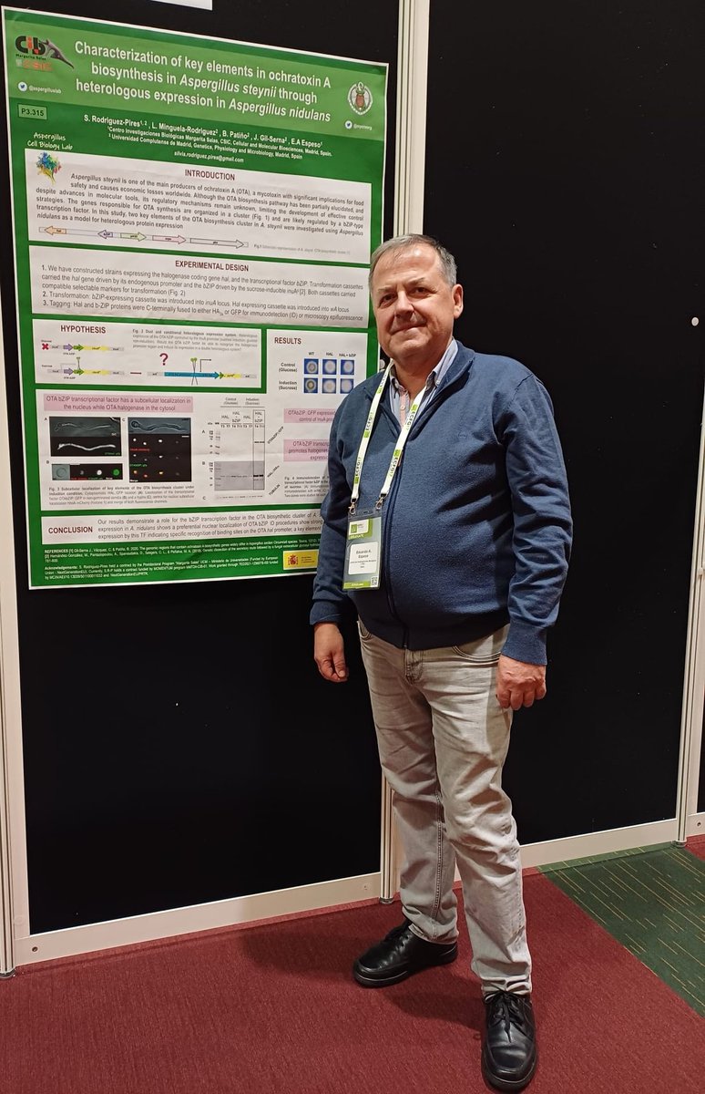 AspergillusLab (@aspergilluslab) on Twitter photo And last but not least, A.nidulans as chassis to study gene regulation of the ochratoxin A cluster of A steynii by conditional heterologous expression. <a href="/SilviaRguez/">Silvia Rodríguez-Pires</a> as lab nomad, L.Minguela and in special collaboration with <a href="/mycroorg/">MYCROORG</a> <a href="/jessigserna/">Jéssica Gil Serna</a> <a href="/belenpmicro/">Belén Patiño</a>
#mycotoxin #ecfg17 And last but not least, A.nidulans as chassis to study gene regulation of the ochratoxin A cluster of A steynii by conditional heterologous expression. <a href="/SilviaRguez/">Silvia Rodríguez-Pires</a> as lab nomad, L.Minguela and in special collaboration with <a href="/mycroorg/">MYCROORG</a> <a href="/jessigserna/">Jéssica Gil Serna</a> <a href="/belenpmicro/">Belén Patiño</a>
#mycotoxin #ecfg17