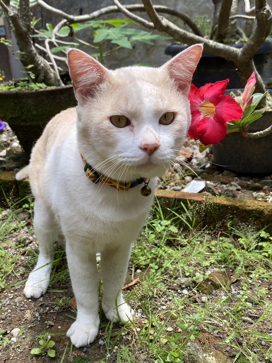 pika pika tweet media