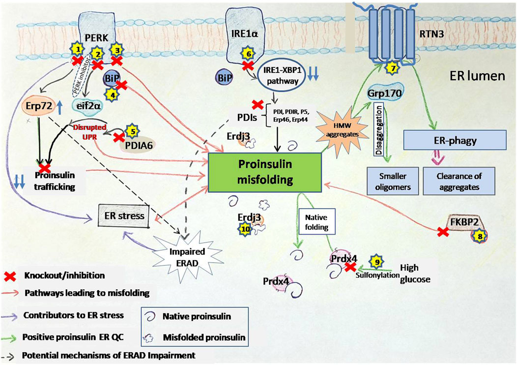 Anoop Arunagiri (@anooparunagiri) on Twitter photo Our first article from <a href="/etsu/">ETSU</a>. 🙂Thanks to all the undergrads in my lab and <a href="/AdityaRanganat4/">Srivastav Ranganathan</a>!
Exploring proinsulin proteostasis: insights into beta cell health and diabetes <a href="/FrontMolBioSci/">Frontiers - Molecular Biology</a> #proinsulin #proteinfolding #ERqualitycontrol #diabetes
Link: frontiersin.org/journals/molec… Our first article from <a href="/etsu/">ETSU</a>. 🙂Thanks to all the undergrads in my lab and <a href="/AdityaRanganat4/">Srivastav Ranganathan</a>!
Exploring proinsulin proteostasis: insights into beta cell health and diabetes <a href="/FrontMolBioSci/">Frontiers - Molecular Biology</a> #proinsulin #proteinfolding #ERqualitycontrol #diabetes
Link: frontiersin.org/journals/molec…