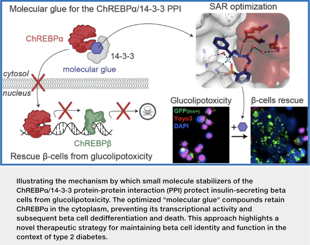 Scientists have discovered #molecular glues that protect insulin-producing beta cells from damage, potentially slowing or preventing #type2diabetes progression. “This is an exciting step forward in beta cell protection,” says Liora S. Katz, PhD.  Read: bit.ly/3Fjg1OI
