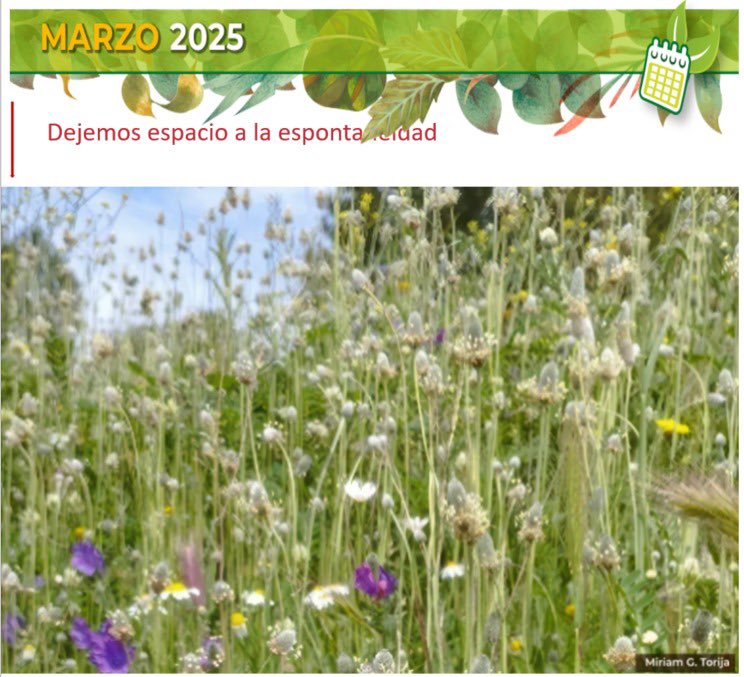 sebicop.bsky.social (@sebicop) on Twitter photo Mirian Garcia Torija de <a href="/ucm/">Alejandro Morales</a>.es resalta la importancia de las plantas y la necesidad de una mejor gestión de las zonas verdes urbanas.
Puedes leer la noticia completa en la #Calenda de marzo de #SEBiCoP
#FloraUrbana
👇🏻
conservacionvegetal.org/2025/03/04/d... Mirian Garcia Torija de <a href="/ucm/">Alejandro Morales</a>.es resalta la importancia de las plantas y la necesidad de una mejor gestión de las zonas verdes urbanas.
Puedes leer la noticia completa en la #Calenda de marzo de #SEBiCoP
#FloraUrbana
👇🏻
conservacionvegetal.org/2025/03/04/d...