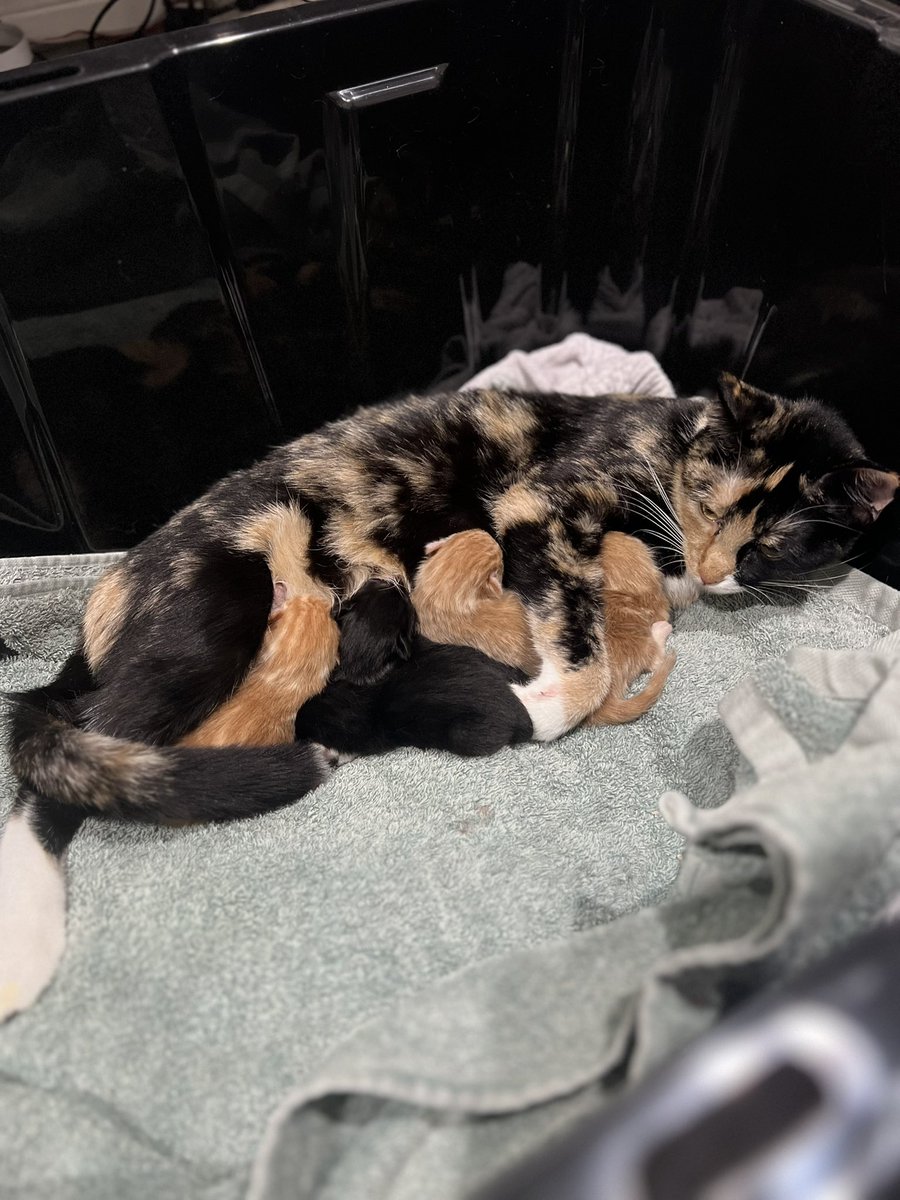 _narinsan's tweet photo. im a grand dad now 🥺 https://t.co/W66KypQ0vO
