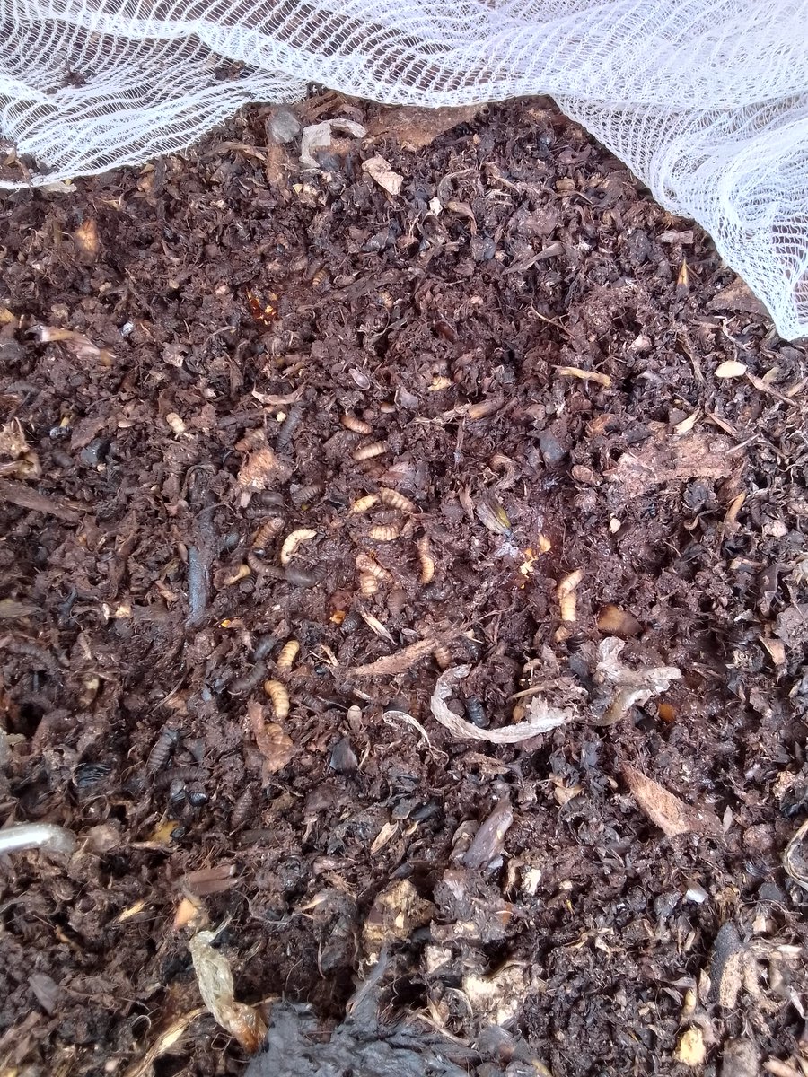 heri__kenya's tweet image. BSF Magic in Action!♻️
See how BSF larvae transform food waste into rich, sustainable resources!✨
Before: Food scraps &amp;amp; organic waste
After: Nutrient-rich compost &amp;amp; protein-packed larvae
A natural, sustainable solution for waste management!🌍

#WasteToWealth #EcoSolutions