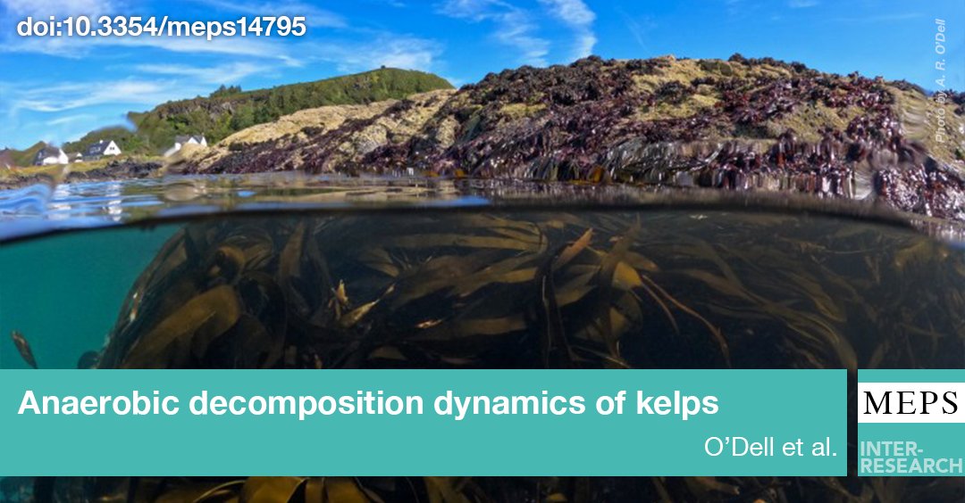 The decomposition dynamics of macroalgae are essential in understanding the role they play in carbon turnover in coastal zones. This experiment explores the loss of #carbon from three important #kelp species in the Northeast Atlantic
bit.ly/meps_755_63