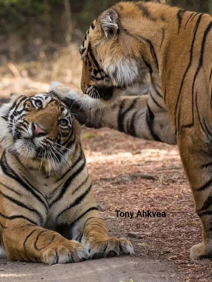 vivaneil tweet media