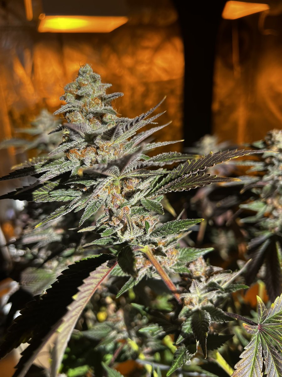 THCFunkFarm's tweet photo. BlackBerry Slurricane 🌪️🖤
🚫 Chemicals - Water only
🚫 CO2 - Mountain air only
🚫 LED’s - HPS and MH only
#THCFunkFarm #TerpVault #growmies #StonerFam #colorado 🌱 #organic https://t.co/6h6MUUUEZq
