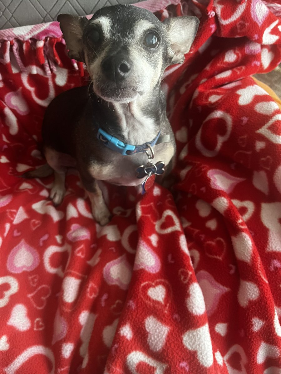 W5BWS's tweet image. Adopted Buddy on March 3, 2022 in Valrico, FL. Here is a picture of him today.