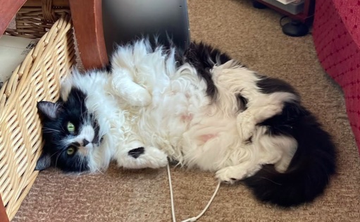 Lesley Cookman (@cookmancrime) on Twitter photo 