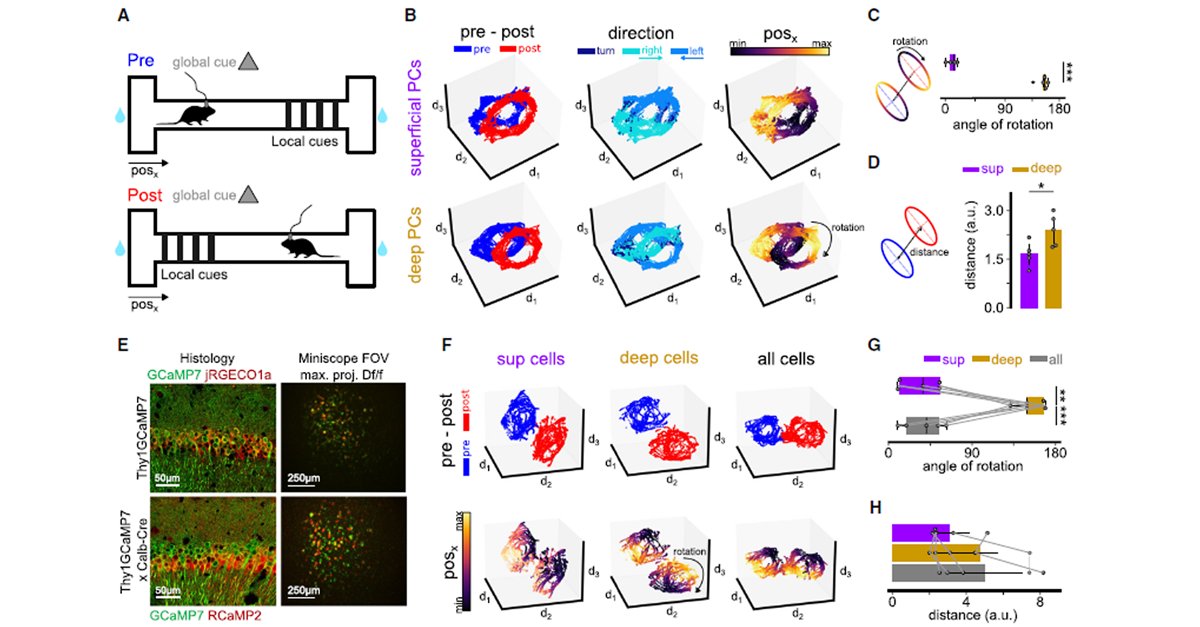 Inscopix (@inscopix) on Twitter photo Congrats to <a href="/Julio_EI/">Julio Esparza</a> & <a href="/LMPrida/">Liset M de la Prida</a> lab <a href="/CSIC/">CSIC</a> on their paper! Using dual color #imaging using #nVue, they reveal how deep & superficial CA1 #cells form parallel, independent spatial maps—deep CA1 remaps with local cues, while superficial CA1 remains stable.
▶️hubs.ly/Q039gs7b0 Congrats to <a href="/Julio_EI/">Julio Esparza</a> & <a href="/LMPrida/">Liset M de la Prida</a> lab <a href="/CSIC/">CSIC</a> on their paper! Using dual color #imaging using #nVue, they reveal how deep & superficial CA1 #cells form parallel, independent spatial maps—deep CA1 remaps with local cues, while superficial CA1 remains stable.
▶️hubs.ly/Q039gs7b0