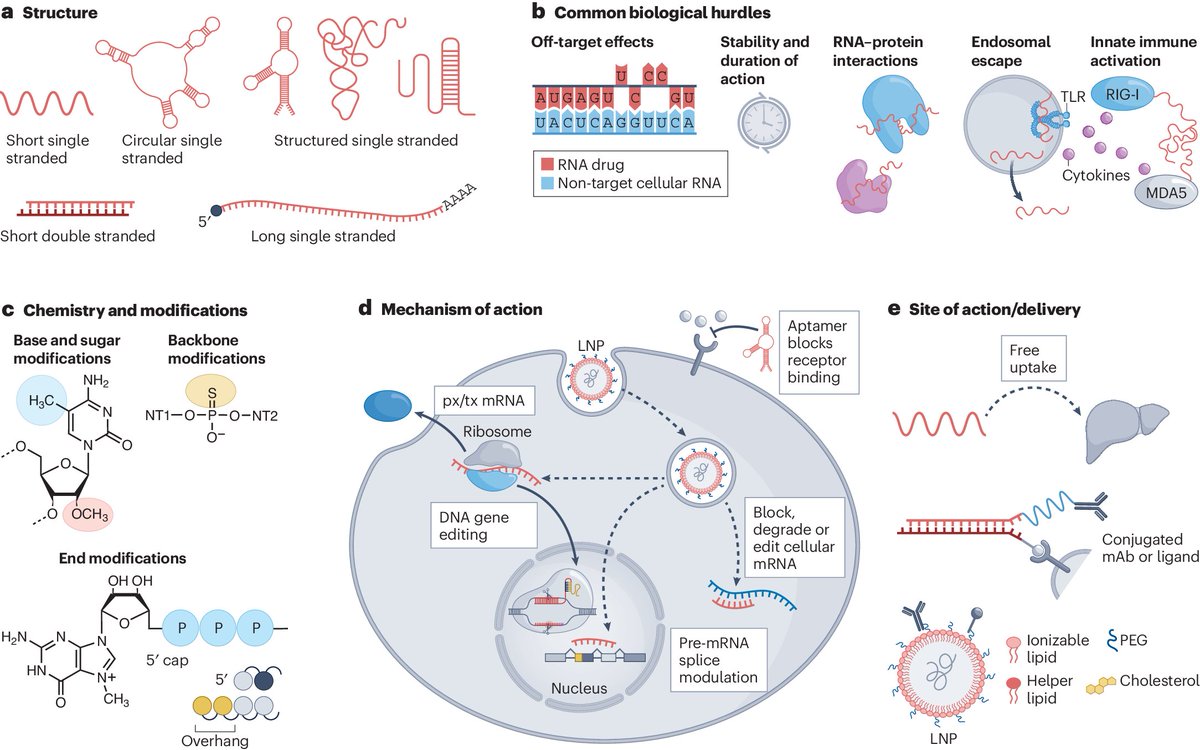 For readers interested in RNA-based medicines such as antisense oligonucleotides and siRNAs, here's a review discussing strategies to address challenges associated with their applicability, efficacy and safety profiles 
nature.com/articles/s4157…
rdcu.be/eciEq