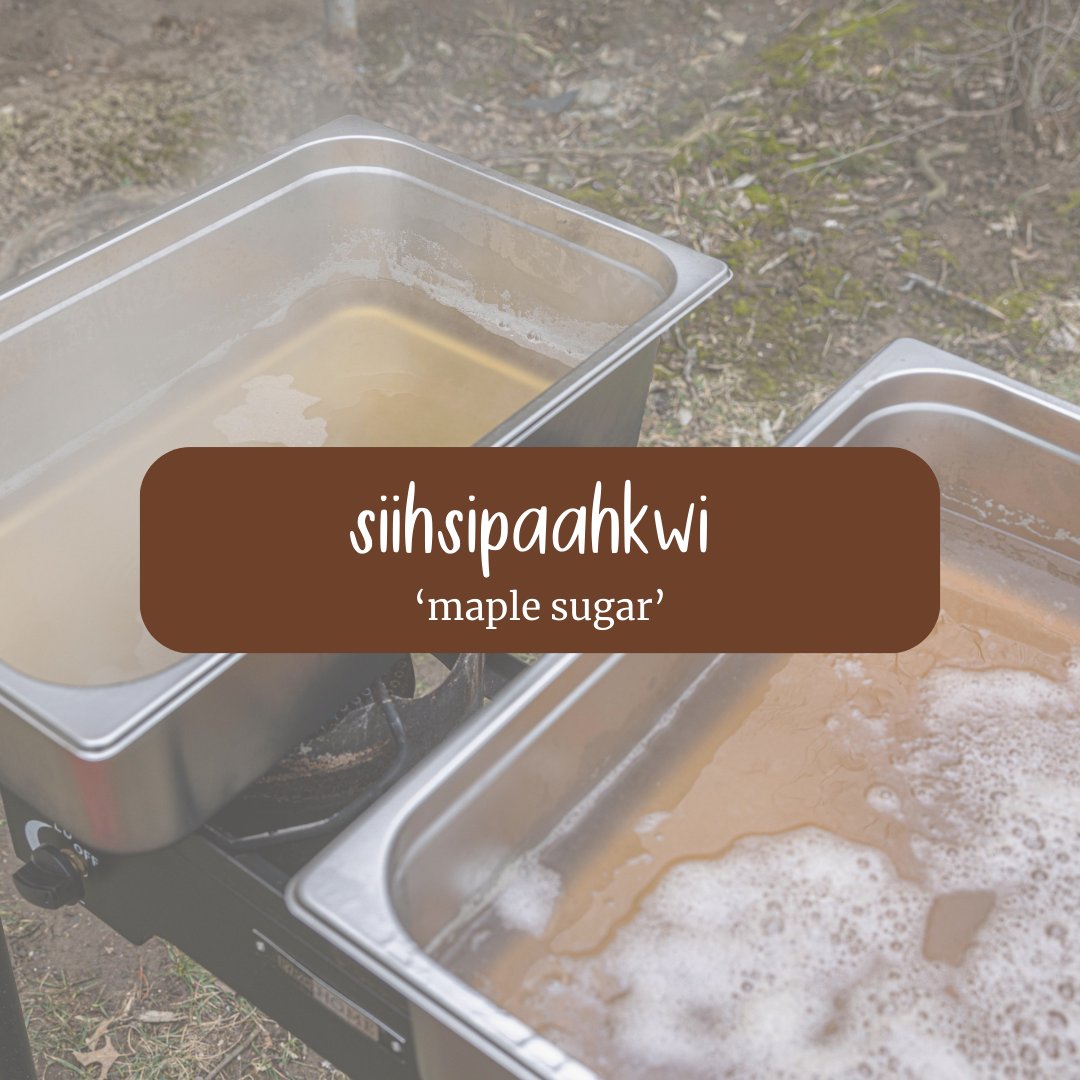 Siihsipaahkwi ‘Maple Sugar’
Did you know that the Myaamia people make more than just maple syrup with tree sap?
By boiling the sap long enough, almost all of its moisture evaporates, leaving siihsipaahkwi after cooling. Hear the term pronounced: mc.miamioh.edu/ilda-myaamia/d…