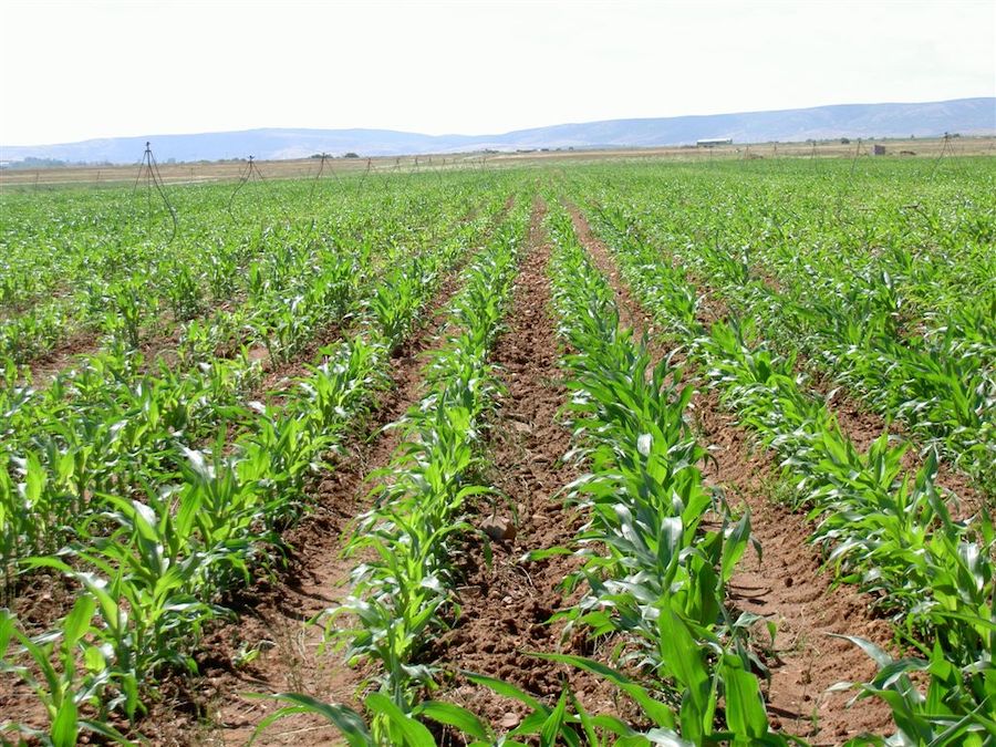Vida Rural (@vrural) on Twitter photo 🌽EXTENSIVOS
Nuevas tecnologías para la optimización en #maíz del uso de herbicidas radiculares
AA.VV | Escuela Técnica Superior de Ingeniería Agraria <a href="/UdL_info/">Universitat de Lleida (UdL)</a> y Unitat de Malherbologia del Servei de Sanitat Vegetal (<a href="/agriculturacat/">Agricultura</a>)
Más información👇
shorturl.at/crb0G 🌽EXTENSIVOS
Nuevas tecnologías para la optimización en #maíz del uso de herbicidas radiculares
AA.VV | Escuela Técnica Superior de Ingeniería Agraria <a href="/UdL_info/">Universitat de Lleida (UdL)</a> y Unitat de Malherbologia del Servei de Sanitat Vegetal (<a href="/agriculturacat/">Agricultura</a>)
Más información👇
shorturl.at/crb0G